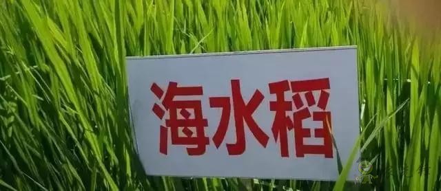 對不起,我跟著華為,辭職種地了!