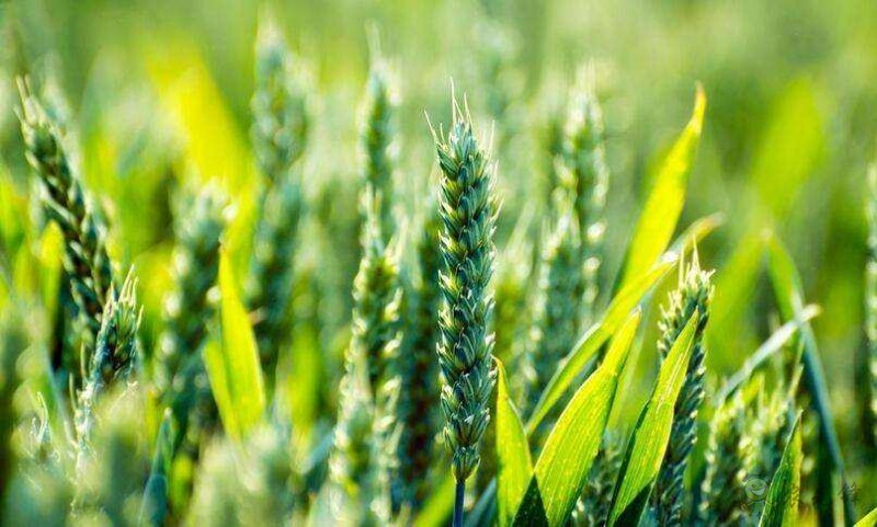 智慧農(nóng)業(yè)前景好，可為啥農(nóng)民用得少？