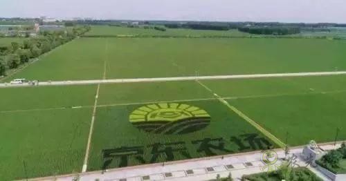 京東的這些“網(wǎng)紅”農(nóng)業(yè)項目,你都知道嗎?