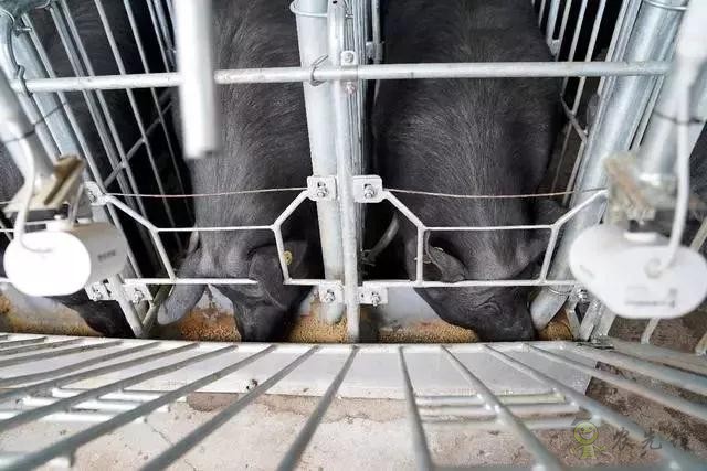 京東的這些“網(wǎng)紅”農(nóng)業(yè)項目,你都知道嗎?