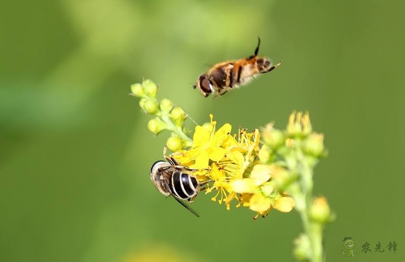 農業物聯網如何顛覆傳統農業？