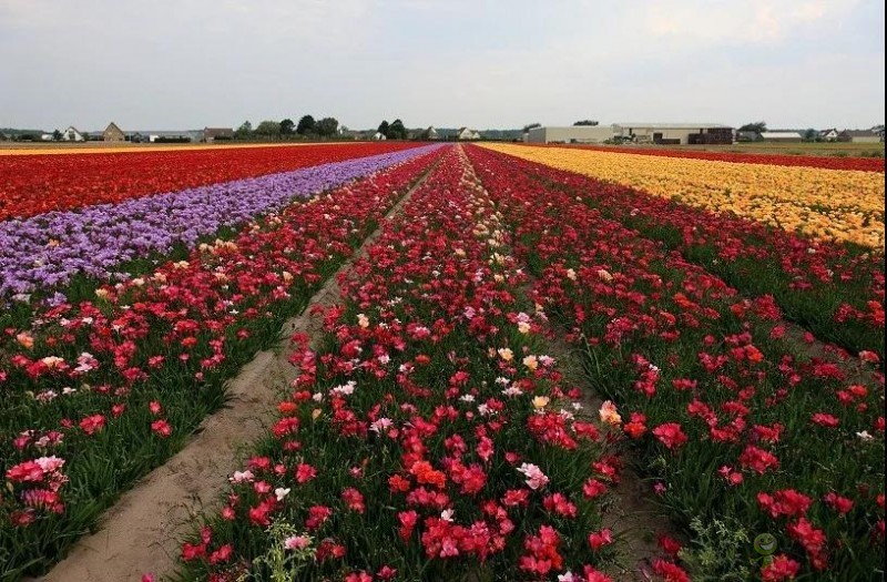 荷蘭農(nóng)業(yè)值得中國學習的五大經(jīng)營模式