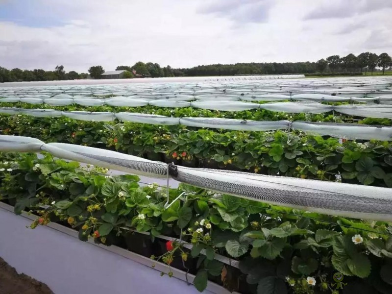 荷蘭農(nóng)業(yè)值得中國學習的五大經(jīng)營模式