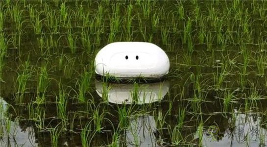 可幫助稻農(nóng)清除雜草的"鴨子"機器人