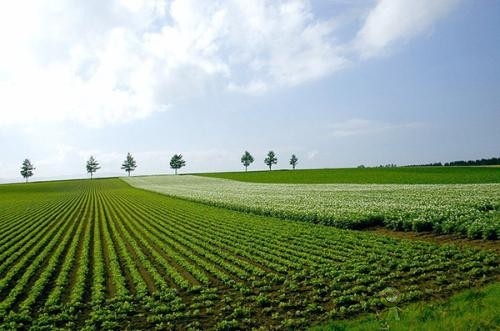 現(xiàn)代農(nóng)業(yè)發(fā)展趨勢(shì)如何？有哪些新模式？