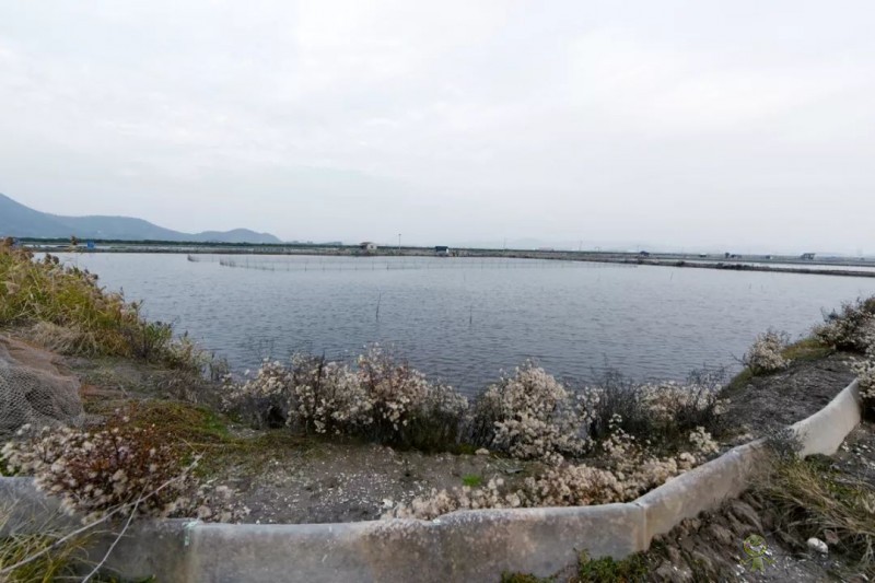 網易味央(三門)現代農業示范園正式開工!