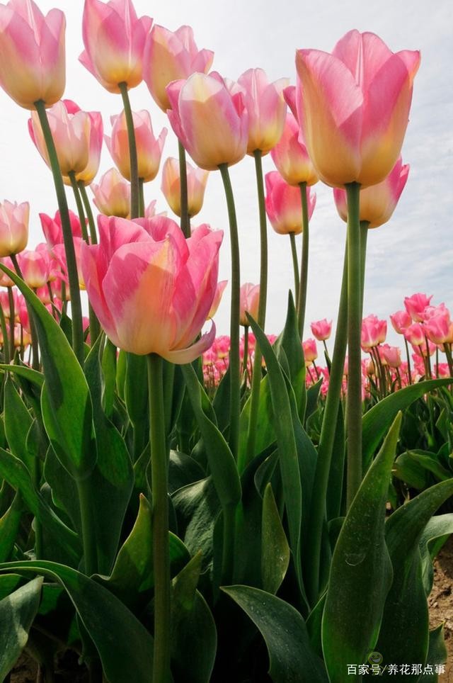 透過郁金香看荷蘭的現(xiàn)代農(nóng)業(yè),切花球根都能賣,還能吸引觀光客