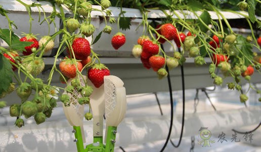 農業機器人大規模投產，以后農民靠什么收入？