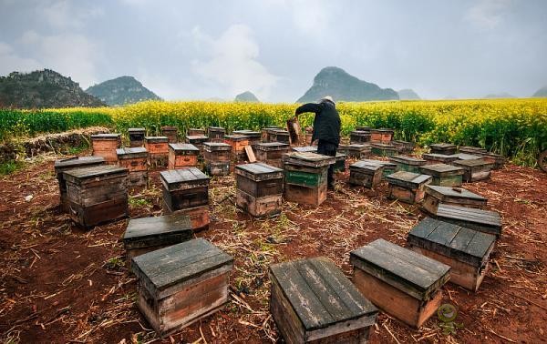 蜜蜂與現(xiàn)代農(nóng)業(yè)：從&ldquo;取一半，留一半&rdquo;到&ldquo;送蜜蜂上戰(zhàn)場(chǎng)&rdquo;
