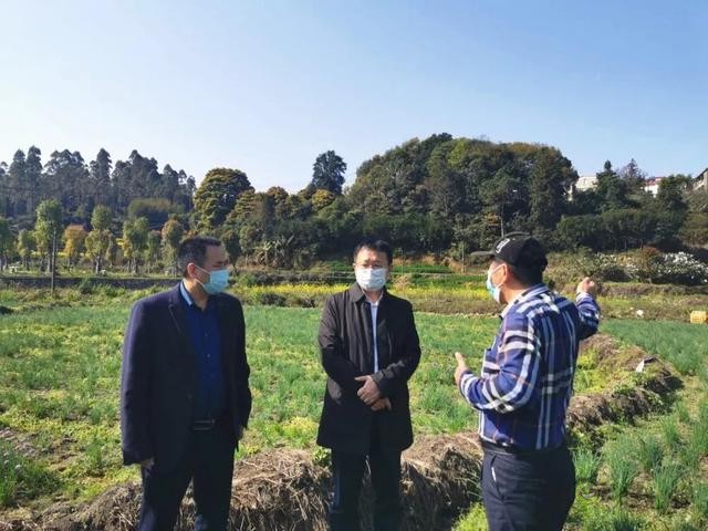 凱里:傳統農業插上現代“翅膀”