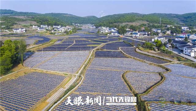 播州區:發展現代農業 引領群眾致富