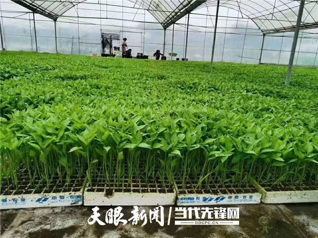 播州區:發展現代農業 引領群眾致富