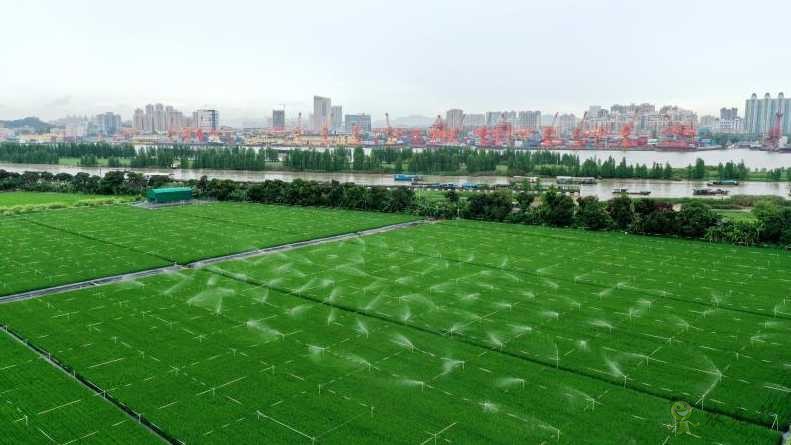 廣東黃埔長(zhǎng)洲島啟動(dòng)建設(shè)現(xiàn)代農(nóng)業(yè)科技&ldquo;黃埔軍校&rdquo;