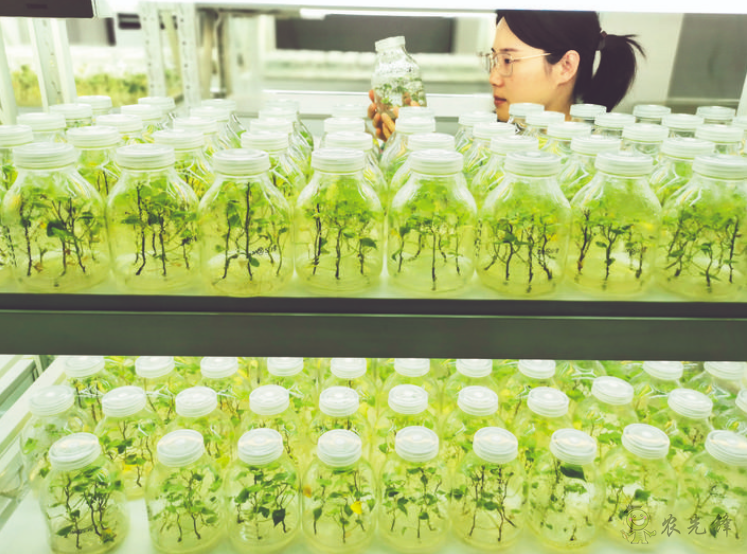 科技創(chuàng)新點(diǎn)亮智慧農(nóng)業(yè)