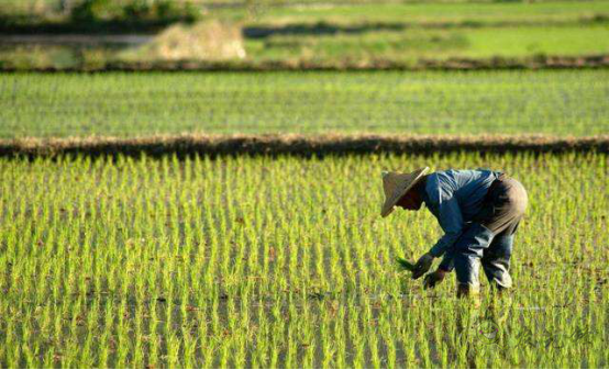 陳錫文:發(fā)展現(xiàn)代農(nóng)業(yè),意味著要消滅小農(nóng)戶(hù)嗎?