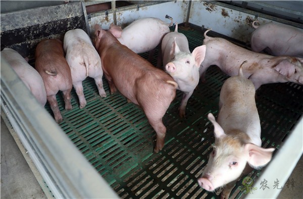 科技發展&ldquo;洋宇模式&rdquo; 打造現代農業&ldquo;綜合體&rdquo;