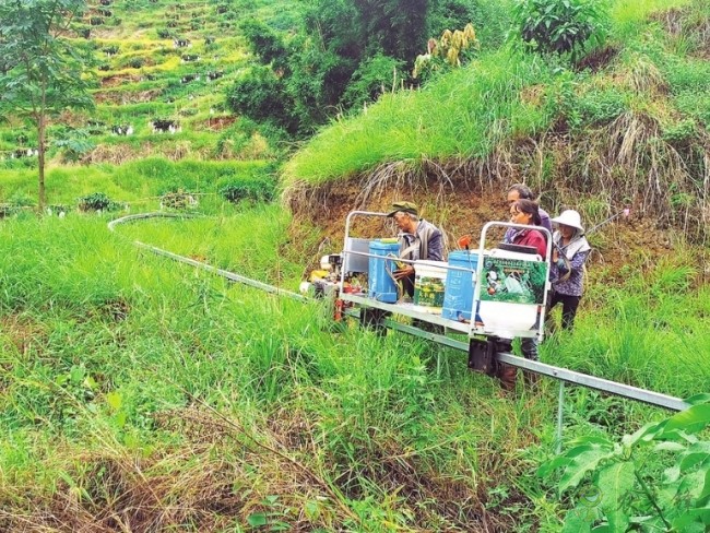 芒果種植也用上了智慧農(nóng)業(yè)