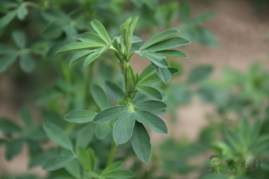 “太空里種草” 紫花苜蓿、燕麥在嫦娥五號上進(jìn)行誘變實驗