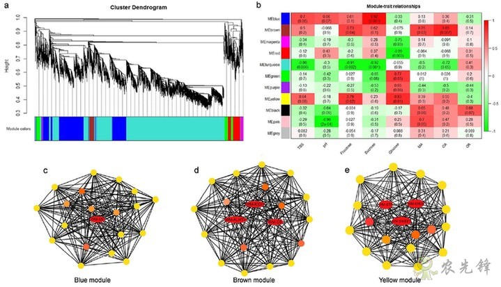 西瓜為什么這樣甜？
