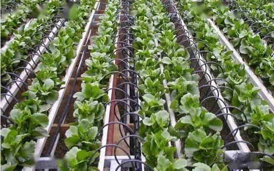 以色列農業(yè)