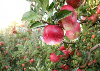 “鳳凰”(Phoenix)農業機器人