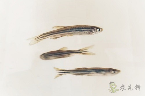 腸道土著菌讓魚(yú)兒吃糖長(zhǎng)肉?