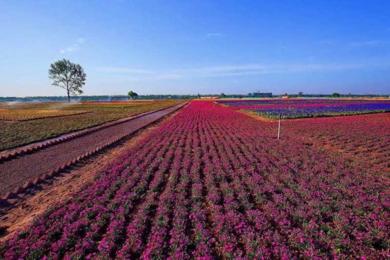 【模式研究】我國國家現(xiàn)代農(nóng)業(yè)產(chǎn)業(yè)園的10種典型模式