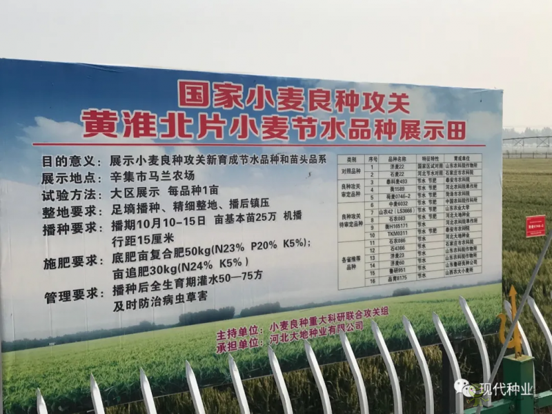 小麥良種攻關(guān)獲新進(jìn)展:不只“節(jié)水”一技傍身 更可兼顧優(yōu)質(zhì)多抗