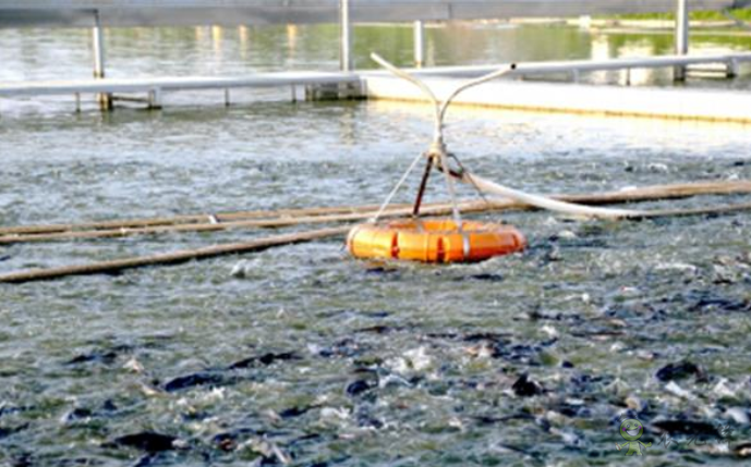 鮰魚新品種&ldquo;江豐1號&rdquo;產業支撐效果顯著