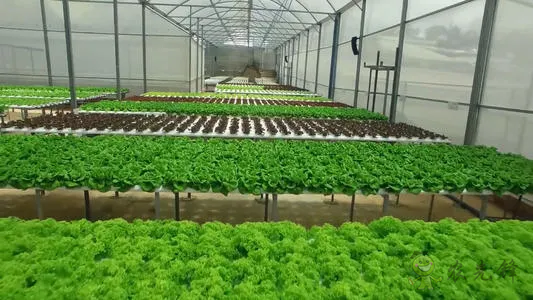 楊東霞：育種原始創(chuàng)新需要法治護航