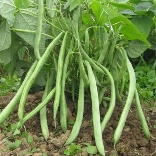 入伏后可以種植什么蔬菜？注意事項(xiàng)有哪些？