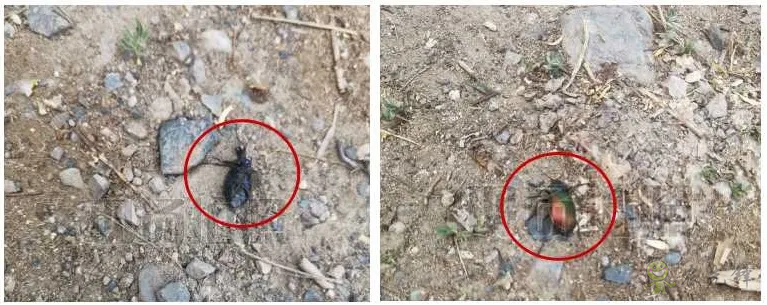 新疆 4 萬畝楊樹林蟲害爆發,極飛農業無人機升空阻擊