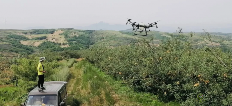 黃蚜死亡率超 90%,中國(guó)農(nóng)大蘋(píng)果 T30 飛防示范園效果顯著