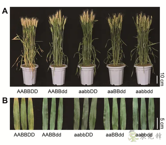 科研進(jìn)展丨具有高產(chǎn)和氮高效利用潛力的小麥新種質(zhì)誕生