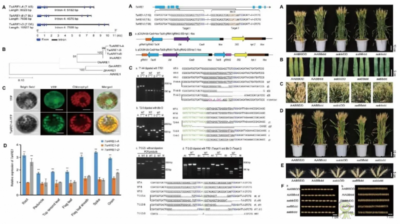 科研進(jìn)展丨具有高產(chǎn)和氮高效利用潛力的小麥新種質(zhì)誕生