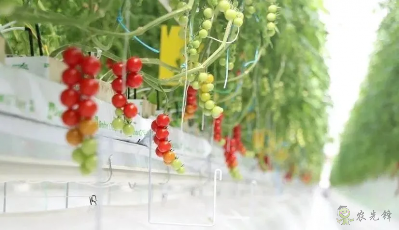 成串小番茄你見(jiàn)過(guò)嗎？&ldquo;現(xiàn)代農(nóng)業(yè)&rdquo;讓崇明農(nóng)戶&ldquo;靠數(shù)據(jù)吃飯&rdquo;