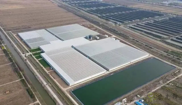 成串小番茄你見(jiàn)過(guò)嗎？&ldquo;現(xiàn)代農(nóng)業(yè)&rdquo;讓崇明農(nóng)戶&ldquo;靠數(shù)據(jù)吃飯&rdquo;