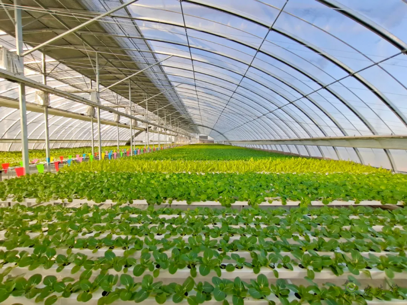 廊坊市:打造都市高效現代農業