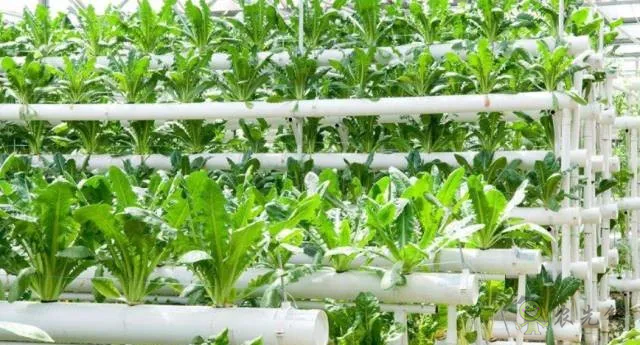 無土栽培:讓農業告別“靠天吃飯”