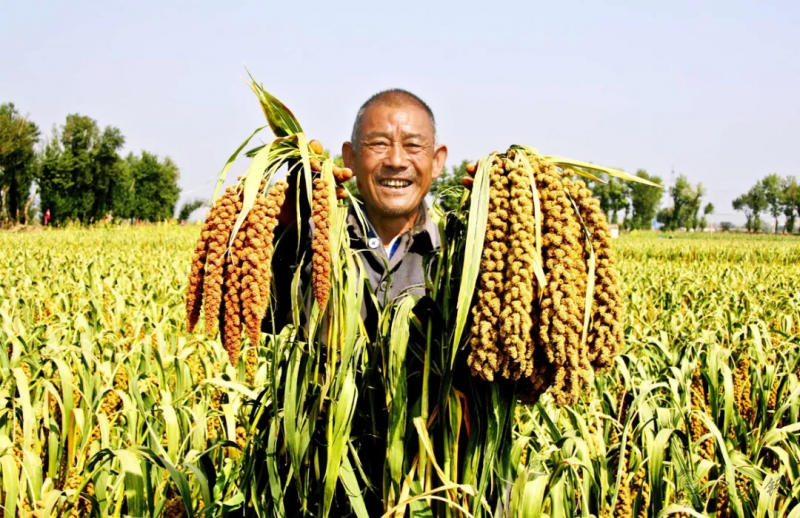 【結構調整】張雜谷:發揮旱作優勢 打造富民產業