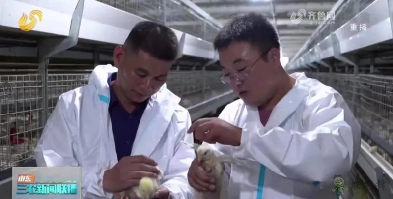 山東日照： 智慧養(yǎng)殖新模式 36萬只肉雞養(yǎng)殖不犯難