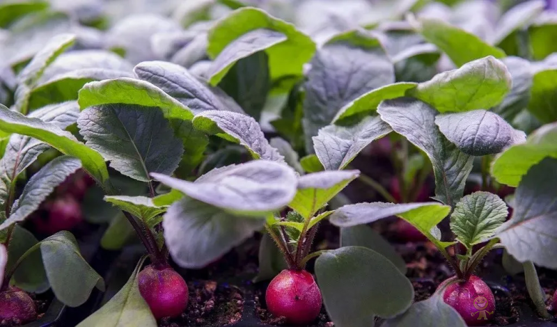 走進(jìn)&ldquo;植物工廠&rdquo; 探訪現(xiàn)代工廠化智慧育苗基地