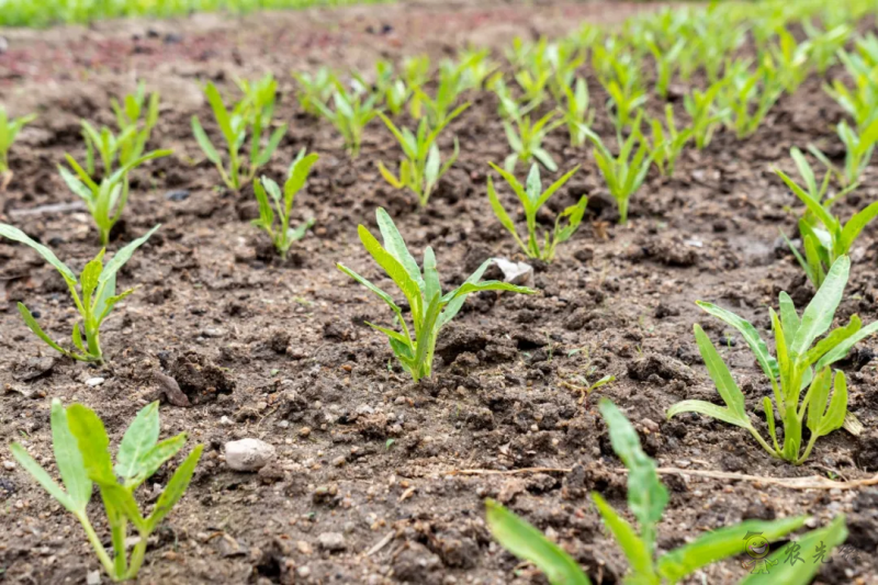 國(guó)內(nèi)外溫室園藝機(jī)器人的研究和應(yīng)用現(xiàn)狀