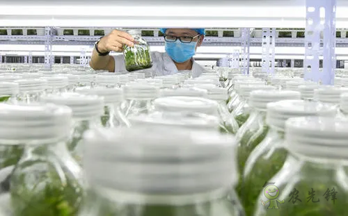 中外生物育種存在三大差距，專家建議打造&ldquo;種業航母&rdquo;