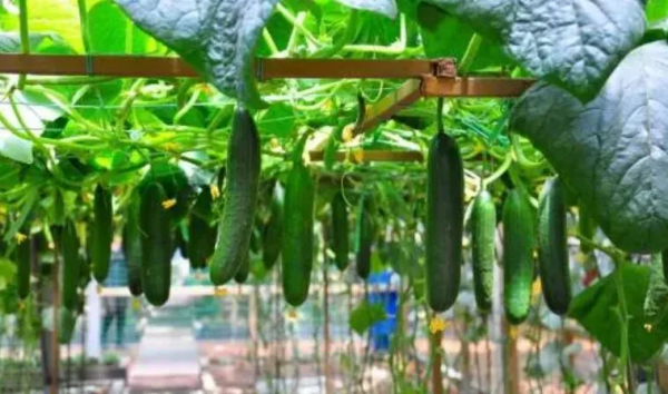 人均年收入40萬+，壽光蔬菜成功秘訣到底是什么