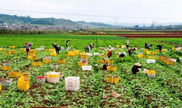 人均年收入40萬+，壽光蔬菜成功秘訣到底是什么