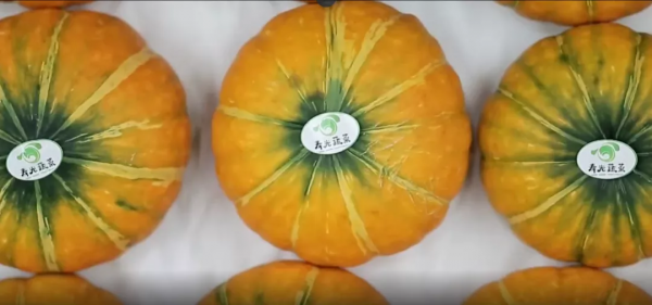 人均年收入40萬+，壽光蔬菜成功秘訣到底是什么