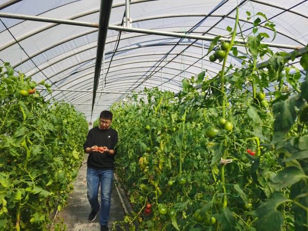 塑料大棚&ldquo;智能化&rdquo;，北京開展高效設施農業用地試點