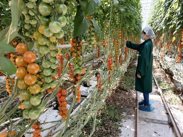 塑料大棚&ldquo;智能化&rdquo;，北京開展高效設施農業用地試點