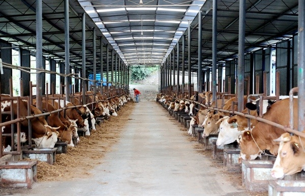 習水這五年:現(xiàn)代農(nóng)業(yè)助推鄉(xiāng)村振興